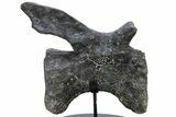 Sauropod Dinosaur (Diplodocus) Caudal Vertebra - Colorado #222507-9